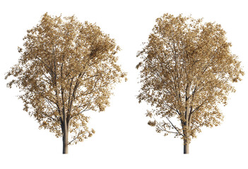 acer pseoudoplatanus tree Autumn cutout png 