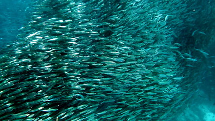 huge school of sardines in moalboal on cebu island © chriss73