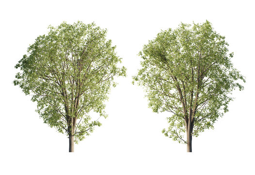 acer pseoudoplatanus tree Summer cutout png 