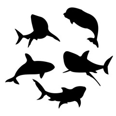 sea mammals silhouette  vector illustration