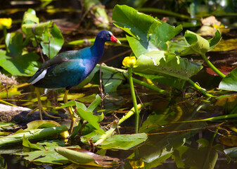 Purple gallinule, Everglades National Park, Florida, USA