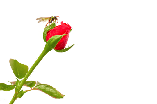 A wasp perched on a red rose that was still in bud