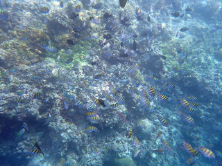colorful underwater landscape on the philippine islands