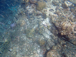 colorful underwater landscape on the philippine islands