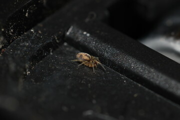 Tiny spider on a web