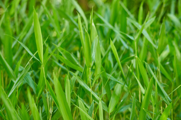初夏の新緑の竹の風景