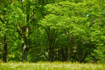 初夏の新緑の森の風景