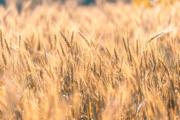 Closeup on golden wheat field or barley farming.