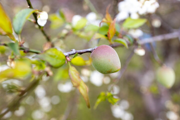 White plum tree flowers., on the tree