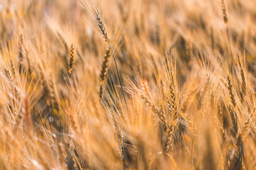 Closeup on golden wheat field or barley farming.