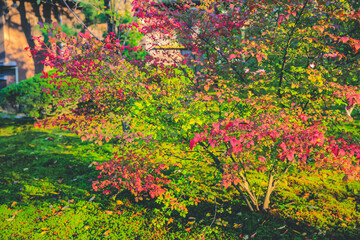 1 Nov 2013 the landscape of Kenroku Garden, Kanazawa, Japan