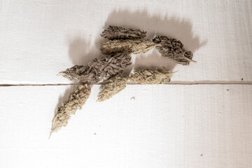 Marijuana with buds on wood 