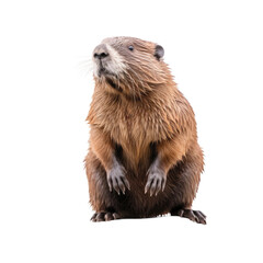 beaver, marmot, Capybara - obrazy, fototapety, plakaty