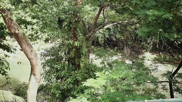 Monkey playing on a tree branch, native to Indonesia, at Ecotourism Tangkahan in Gunung Leuser National Park, North Sumatra, Indonesia.