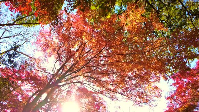 紅葉した木々と射し込む夕日を歩きながらPOVショット 4K  広島 尾関山公園の秋風景  2022年11月18日 