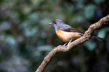 Fototapeta premium Indochinese Blue Flycatcher resting on tree branch