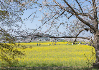 春の藤原京跡（桜・菜の花）　奈良県