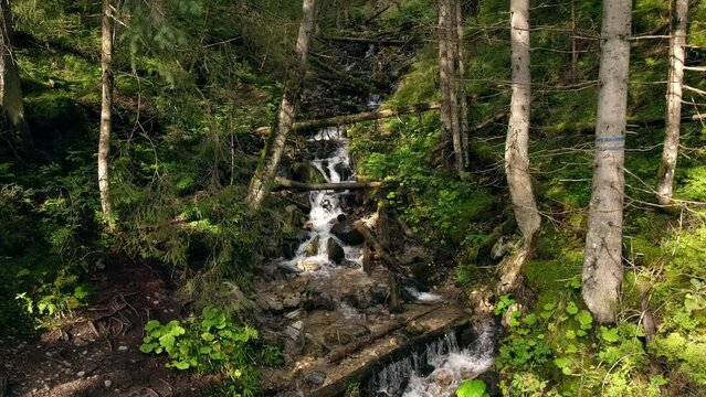 Waterfall in forest between green trees on the way to Morskie oko in Poland. Nature river waterfall forest. Forest, flowing river, fallen leaves, mossy rocks in Tatras mountain stream National Park 4k