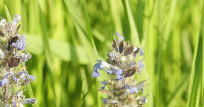 Xylocopa violacea, the violet carpenter bee on the flowers of Ajuga reptans