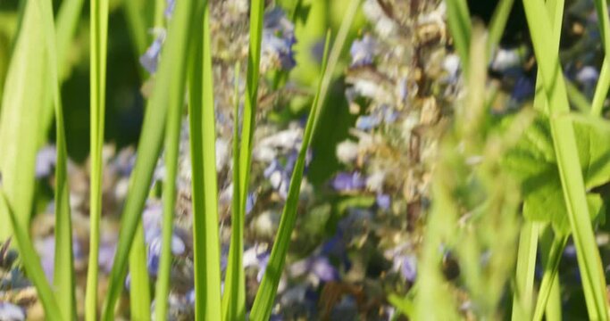 Xylocopa violacea, the violet carpenter bee on the flowers of Ajuga reptans