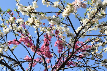 white and pink cherry blossom
