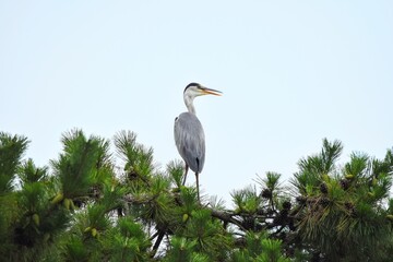 great blue heron and pine tree