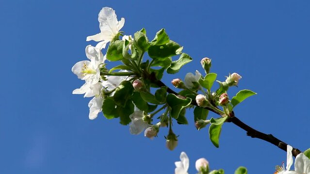 Densely blooming apple trees in the garden.