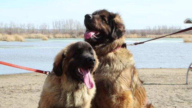 Two dogs of the Leonberger breed in collars with a leash sit on the sand with their tongues hanging out.