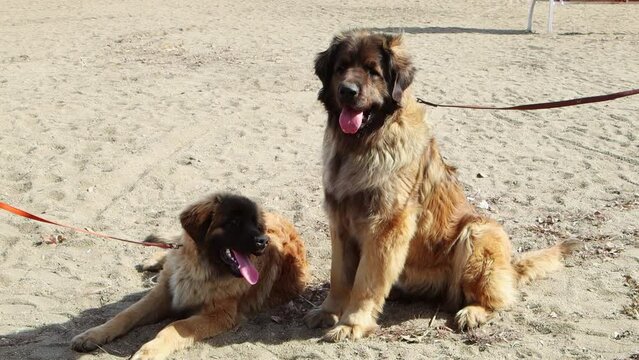 Two dogs of the Leonberger breed in collars with a leash sit on the sand with their tongues hanging out.