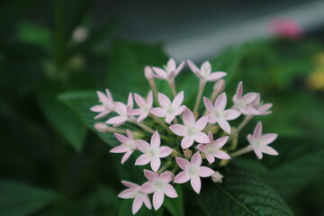 Pentas lanceolata flowers in bloom in the garden. Egyptian starcluster or Starflower. Soft pink.