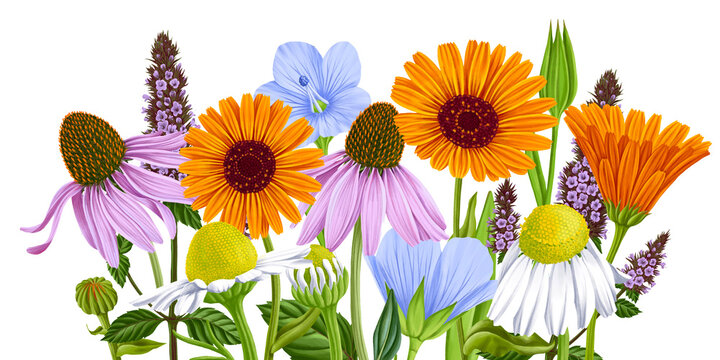 drawing realistic flowers at white background, calendula, white daisy, echinacea, peppermint and blue flax, hand drawn illustration,floral design elements