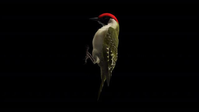 Green Woodpecker Bird - Flying Loop - Tree Seating Loop - Side iew CU - 3D animation with alpha channel isolated on transparent background