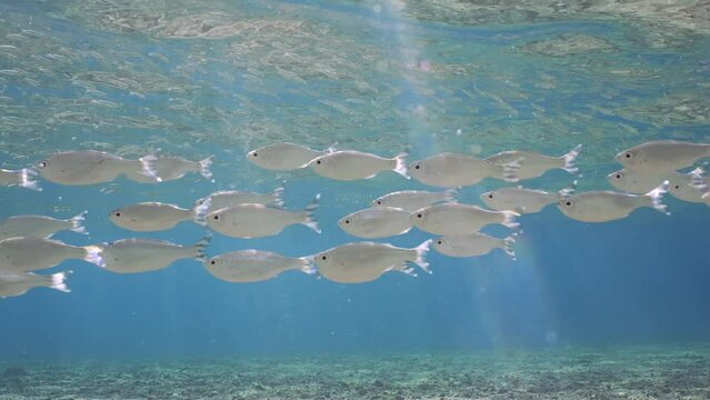 Shoal of Barred flagtail, Fiveband flagtail or Five-bar flagtail (Kuhlia mugil) floats in blue water over sandy-stony bottom on sunny day in sunburst, Slow motion