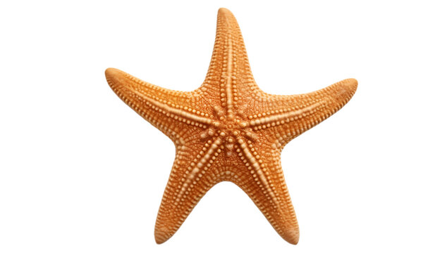 star Fish isolated on transparent background cutout image