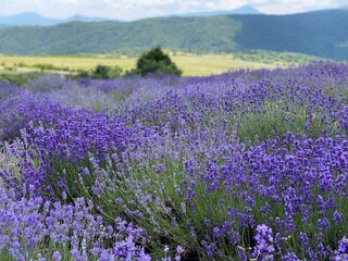 Obraz premium lavender field in region
