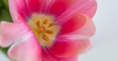 Fototapeta na wymiar One pink tulip close up on white background banner