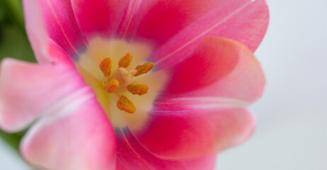 One pink tulip close up on white background banner