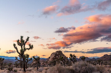 Overview of the Joshua Tree national park, showing sparsely distributed trees scattered around the...