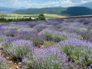 Fototapeta premium lavender field in region