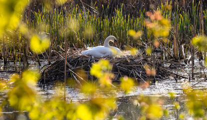 heimische Tierwelt Vögel in Deutschland Schwan