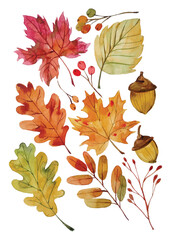 autumn watercolor elements clipart on isolated background