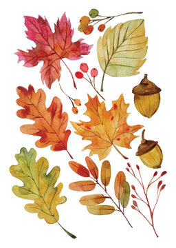 watercolor autumn leaves and acorns clip art preview