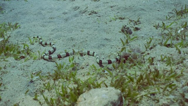 Harlequin Snake Eel (Myrichthys colubrinus) crawls along sandy bottom covered with green sea grass in daytime, Slow motion