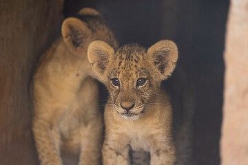 lion baby in Tsavo East Kenya