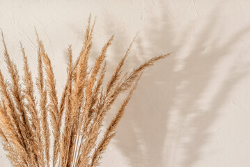 Dried meadow spikelets bouquet with aesthetic sun light shadows on beige wall, summer boho background with copy space