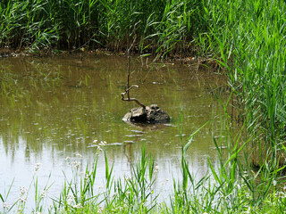 Obraz premium 自然保護区内の沼