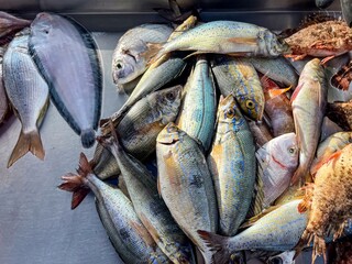 fresh fish at the market