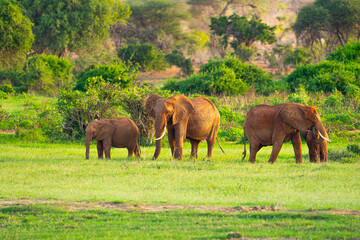 elephants in the grass