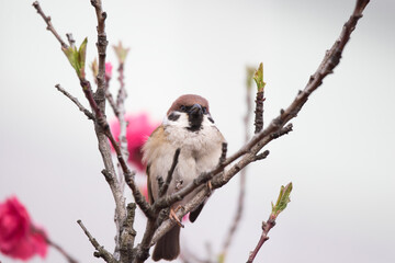sparrow on branch