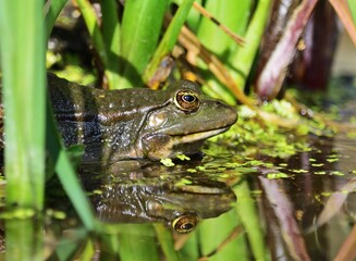  Seefrosch (Pelophylax ridibundus) verspiegelt